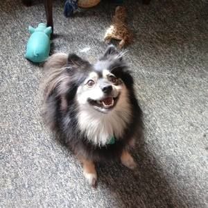 Meet your Posher, Diane